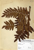 藏品(紫萁)的圖片